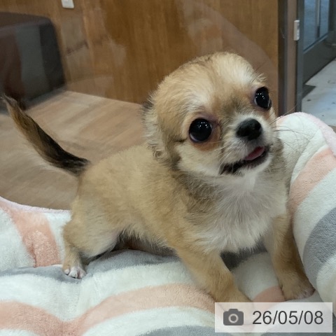 福岡県のチワワ(ロング) (ペットプラス 香椎浜店/2026年2月14日生まれ/女の子/フォーンホワイト)の子犬の4枚目の画像
