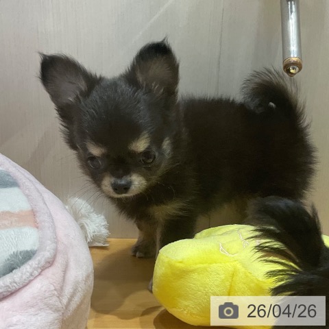 埼玉県のチワワ(ロング) (ペットプラス 与野店/2026年2月11日生まれ/男の子/ブラックタンホワイト)の子犬の3枚目の画像