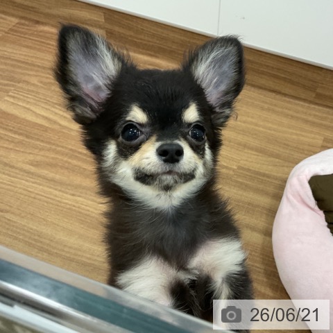 チワワの写真