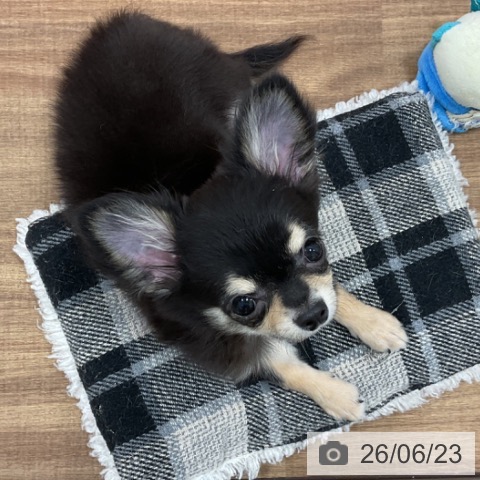 チワワの写真