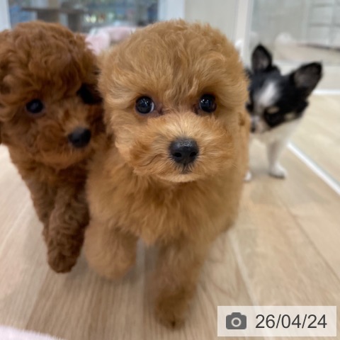 神奈川県のトイプードル(トイ) (ペットプラス 相模原並木店/2026年2月17日生まれ/男の子/アプリコット)の子犬の3枚目の画像