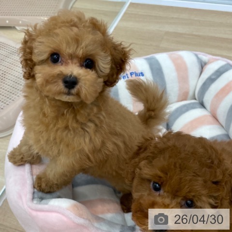 トイ・プードルの写真