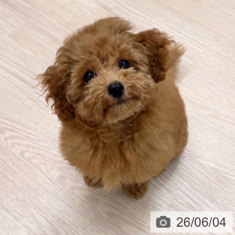 東京都のトイプードル(トイ) (ペットプラス 多摩平の森店/2026年2月17日生まれ/男の子/アプリコット)の子犬の3枚目の画像