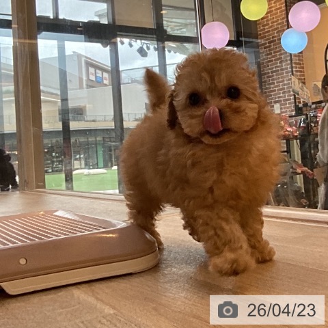 福岡県のトイプードル(トイ) (ペットプラス ららぽーと福岡店/2026年2月17日生まれ/男の子/アプリコット)の子犬の4枚目の画像