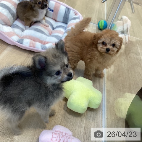 福岡県のトイプードル(トイ) (ペットプラス ららぽーと福岡店/2026年2月17日生まれ/男の子/アプリコット)の子犬の3枚目の画像