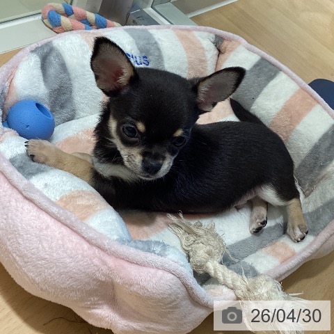 鹿児島県のチワワ(ロング) (ペットプラス 姶良店/2026年2月20日生まれ/男の子/ブラックタンホワイト)の子犬の4枚目の画像