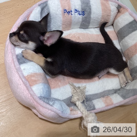 鹿児島県のチワワ(ロング) (ペットプラス 姶良店/2026年2月20日生まれ/男の子/ブラックタンホワイト)の子犬の3枚目の画像