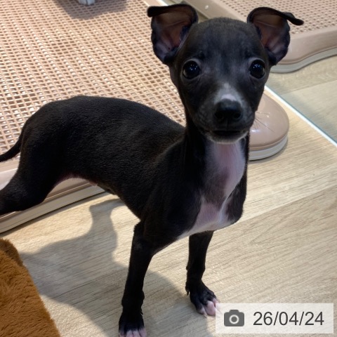 イタリアン・グレーハウンドの写真