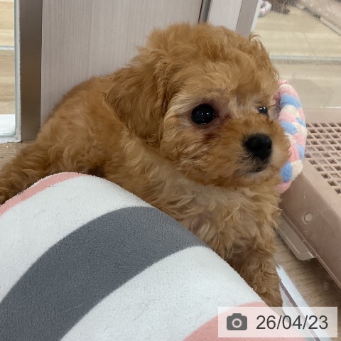 福岡県のトイプードル(トイ) (ペットプラス 八幡東店/2026年2月20日生まれ/男の子/アプリコット)の子犬の4枚目の画像