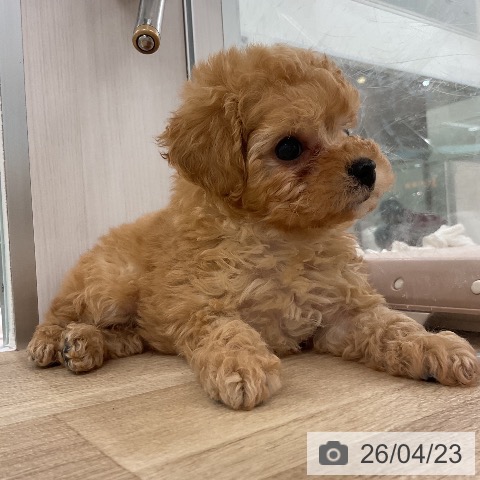 福岡県のトイプードル(トイ) (ペットプラス 八幡東店/2026年2月20日生まれ/男の子/アプリコット)の子犬の3枚目の画像