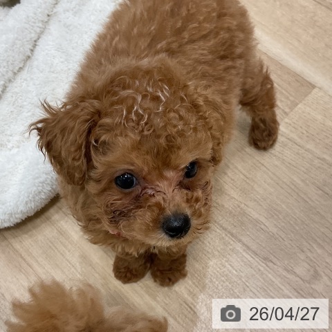 トイ・プードルの写真