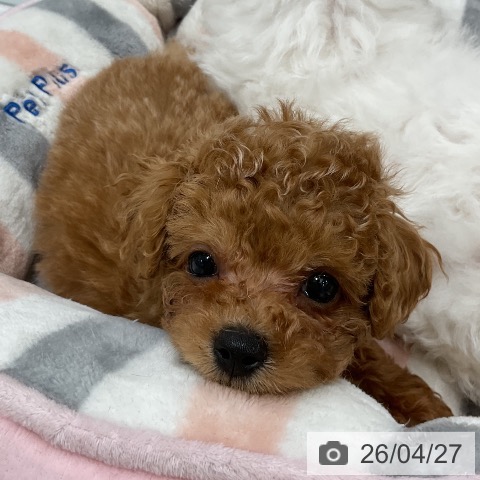 トイ・プードルの写真