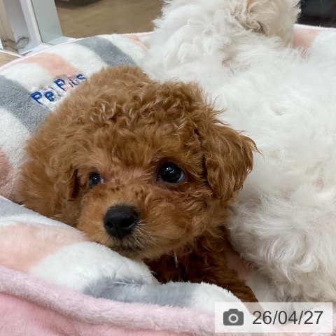 トイ・プードルの写真