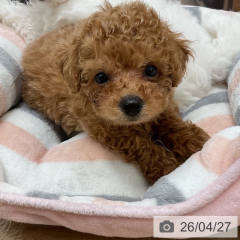 トイ・プードルの写真