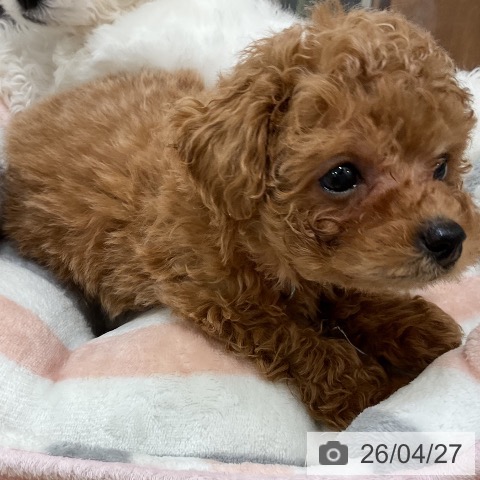 トイ・プードルの写真