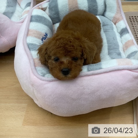 トイ・プードルの写真