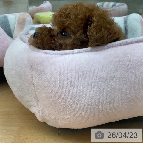 トイ・プードルの写真