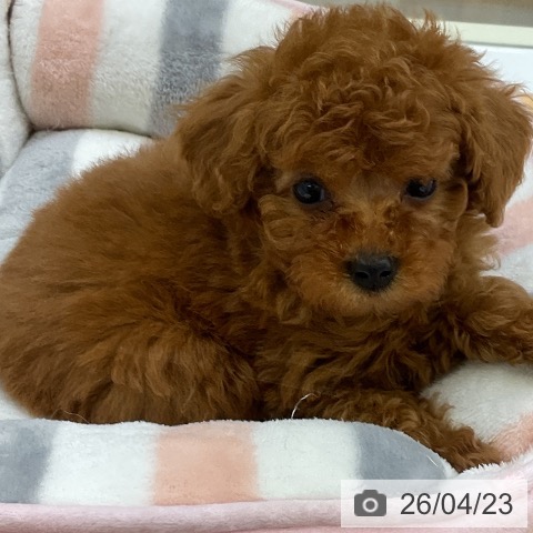 トイ・プードルの写真