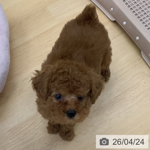 福岡県のトイプードル(トイ) (ペットプラス 福岡店/2026年2月20日生まれ/女の子/レッド)の子犬の4枚目の画像