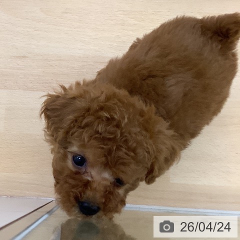 福岡県のトイプードル(トイ) (ペットプラス 福岡店/2026年2月20日生まれ/女の子/レッド)の子犬の3枚目の画像