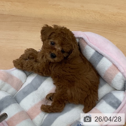 福岡県のトイプードル(トイ) (ペットプラス 福岡店/2026年2月20日生まれ/女の子/レッド)の子犬の3枚目の画像