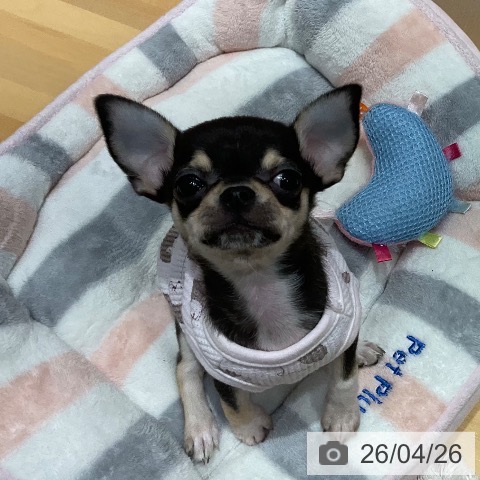 埼玉県のチワワ(ロング) (ペットプラス 与野店/2026年2月10日生まれ/女の子/ブラックタンホワイト)の子犬の3枚目の画像