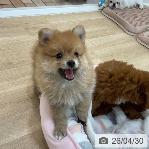群馬県のポメラニアン (ペットプラス 前橋店/2026年2月12日生まれ/男の子/オレンジセーブル)の子犬の3枚目の画像