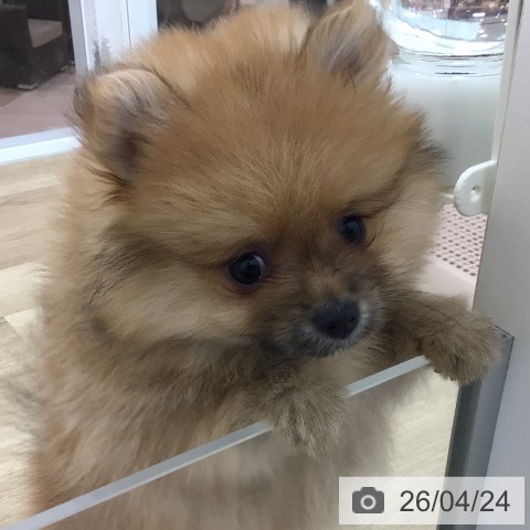 宮崎県のポメラニアン (ペットプラス 宮崎店/2026年2月12日生まれ/女の子/オレンジセーブル)の子犬の4枚目の画像