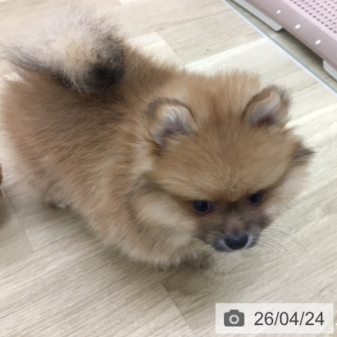 宮崎県のポメラニアン (ペットプラス 宮崎店/2026年2月12日生まれ/女の子/オレンジセーブル)の子犬の3枚目の画像