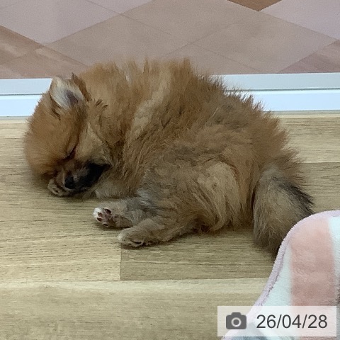 宮崎県のポメラニアン (ペットプラス 宮崎店/2026年2月12日生まれ/女の子/オレンジセーブル)の子犬の4枚目の画像