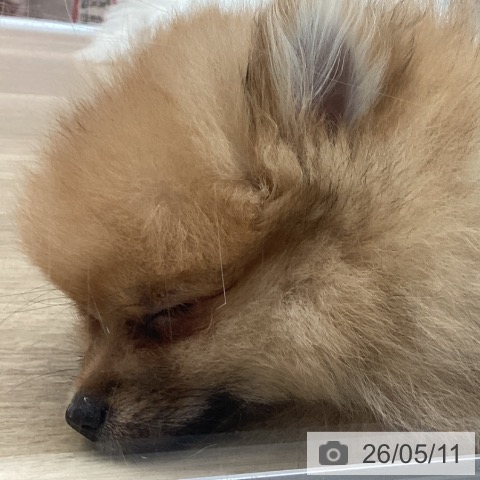 宮崎県のポメラニアン (ペットプラス 宮崎店/2026年2月12日生まれ/女の子/オレンジセーブル)の子犬の3枚目の画像