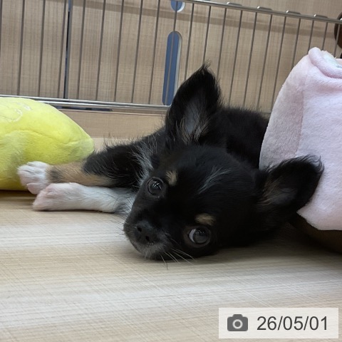 埼玉県のチワワ(ロング) (ペッツワン 浦和美園店/2026年2月18日生まれ/男の子/ブラックタンホワイト)の子犬の4枚目の画像