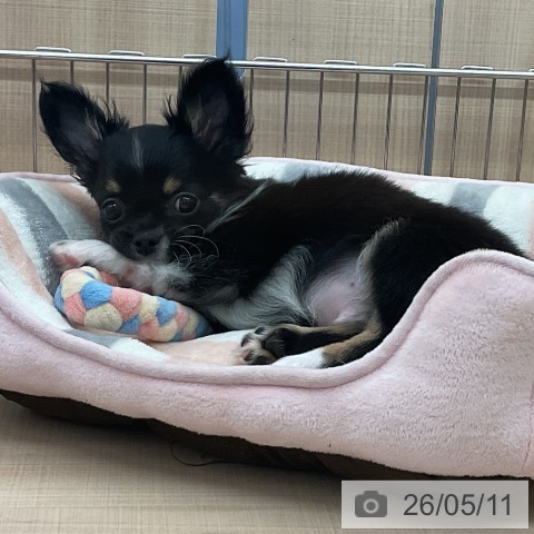 埼玉県のチワワ(ロング) (ペッツワン 浦和美園店/2026年2月18日生まれ/男の子/ブラックタンホワイト)の子犬の4枚目の画像