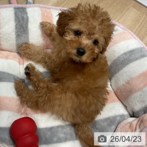 トイ・プードルの写真