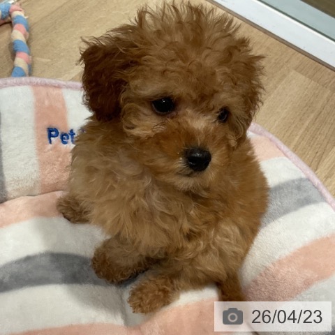 トイ・プードルの写真