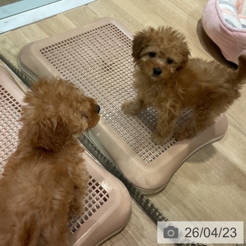 トイ・プードルの写真