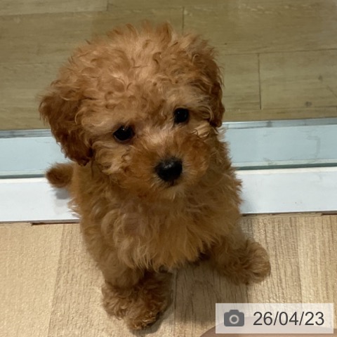 トイ・プードルの写真