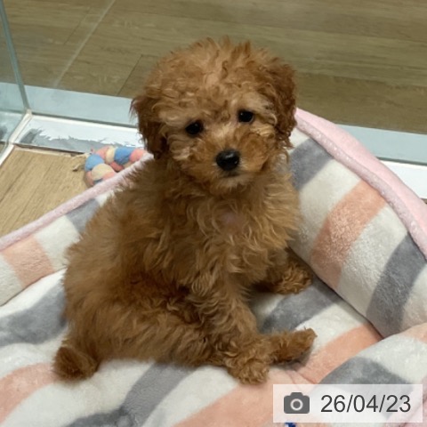 トイ・プードルの写真