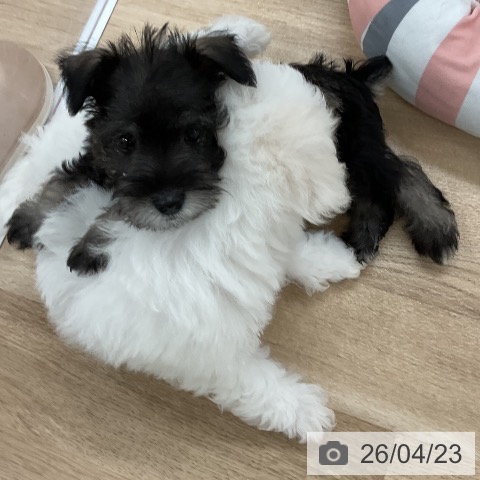 福岡県のミニチュアシュナウザー (ペットプラス 八幡東店/2026年2月19日生まれ/男の子/ソルトペッパー)の子犬の4枚目の画像