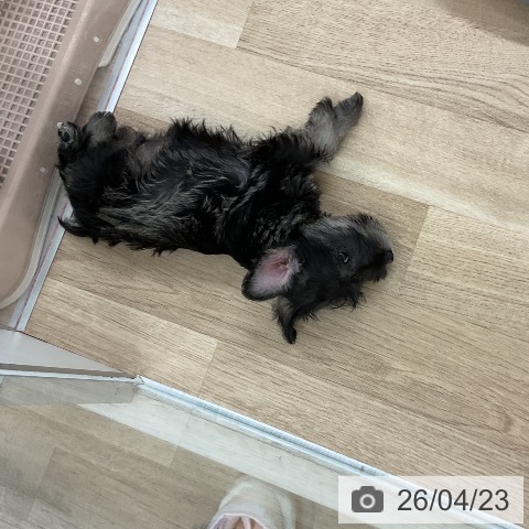 福岡県のミニチュアシュナウザー (ペットプラス 八幡東店/2026年2月19日生まれ/男の子/ソルトペッパー)の子犬の3枚目の画像