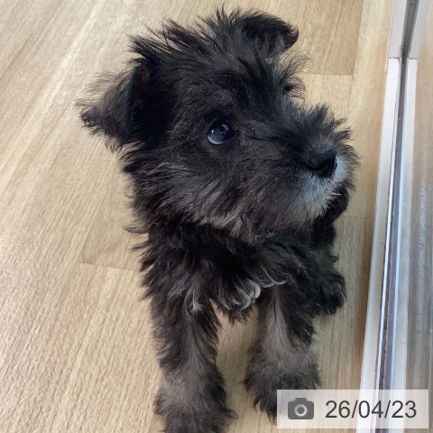 宮崎県のミニチュアシュナウザー (ペットプラス 宮崎店/2026年2月19日生まれ/女の子/ソルトペッパー)の子犬の4枚目の画像