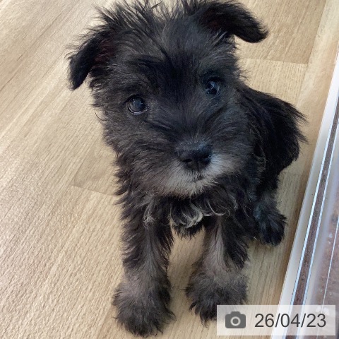 宮崎県のミニチュアシュナウザー (ペットプラス 宮崎店/2026年2月19日生まれ/女の子/ソルトペッパー)の子犬の3枚目の画像