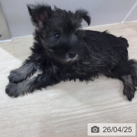 沖縄県のミニチュアシュナウザー (ペットプラス 沖縄ライカム店/2026年2月19日生まれ/女の子/ソルトペッパー)の子犬の4枚目の画像