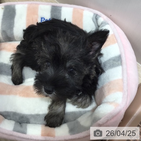 沖縄県のミニチュアシュナウザー (ペットプラス 沖縄ライカム店/2026年2月19日生まれ/女の子/ソルトペッパー)の子犬の3枚目の画像