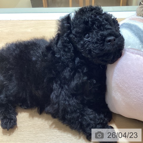 トイ・プードルの写真