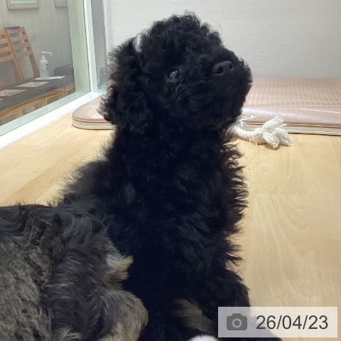 トイ・プードルの写真