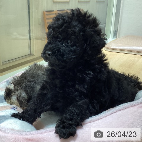 トイ・プードルの写真