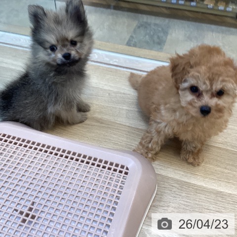 ポメラニアンの写真