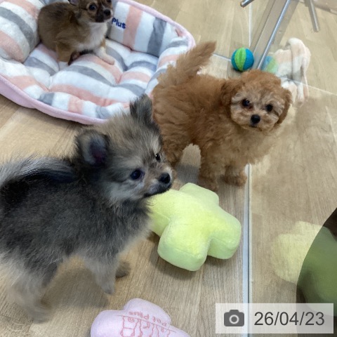 ポメラニアンの写真