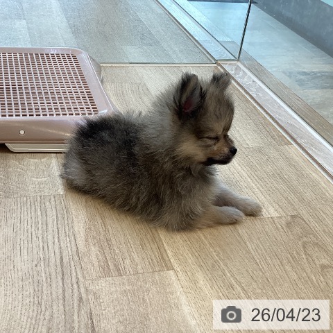 ポメラニアンの写真